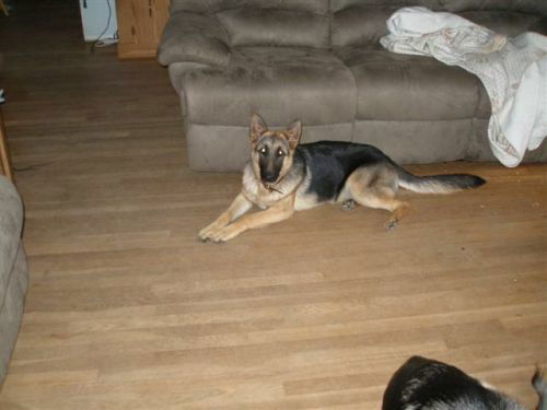 Amie/adopt pending