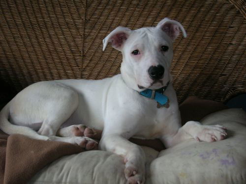 Twinkle/adopt pend