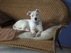 Twinkle/adopt pend