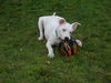 Twinkle/adopt pend