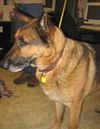 Fritz