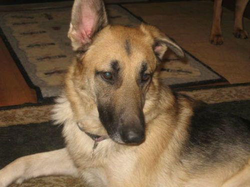Janson/adopt pendi