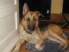 Janson/adopt pendi