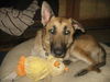 Janson/adopt pendi