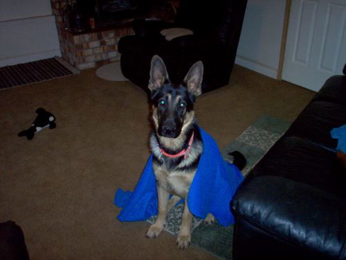 Zeus/adopt pending