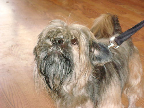 Kita/adopt pending