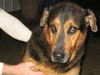 Bruno/adopt pendin