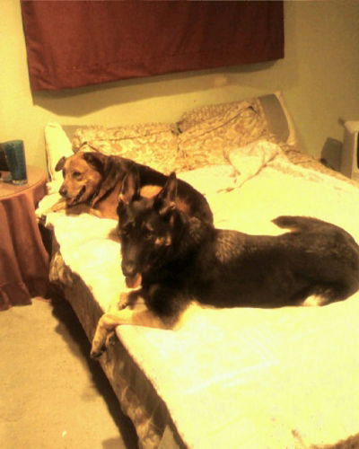Brownie/adopt pend