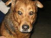 Brownie/adopt pend