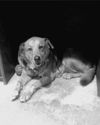 Brownie/adopt pend