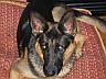 Zelda/adopt pend
