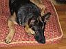Zelda/adopt pend