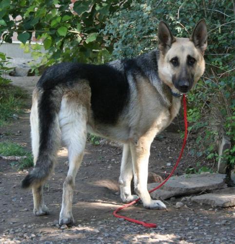 Noah/adopt pending