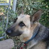 Noah/adopt pending