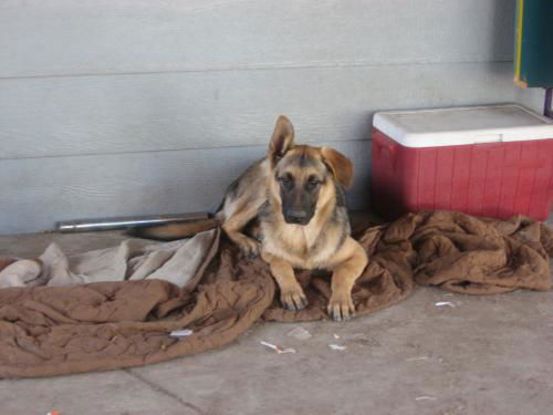 Bruce/adopt pendin