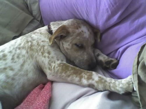 Robyn/adopt pendin