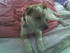 Robyn/adopt pendin