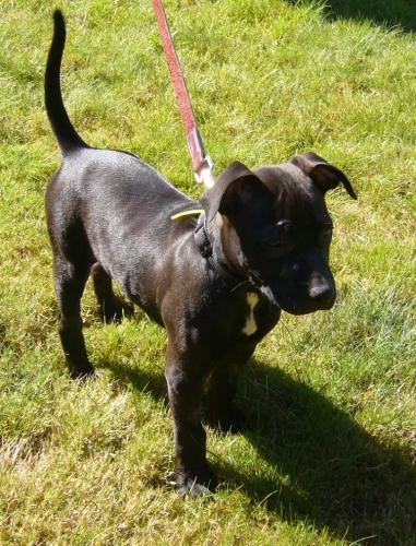 Samson/adopt pendi