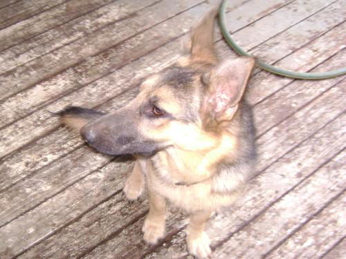 Lindi/adopt pendin