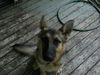 Lindi/adopt pendin