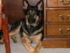 Lacey/adopt pendin