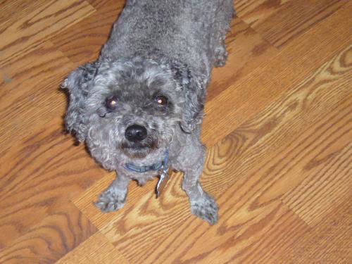 Sammy/adopt pendin