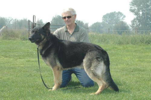Koda/adopt pending