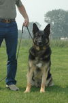 Koda/adopt pending