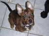 Ariel/adopt pendin