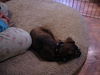 Ariel/adopt pendin