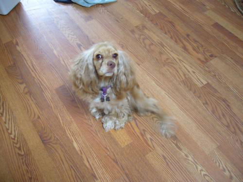 Jasmine/adopt pend