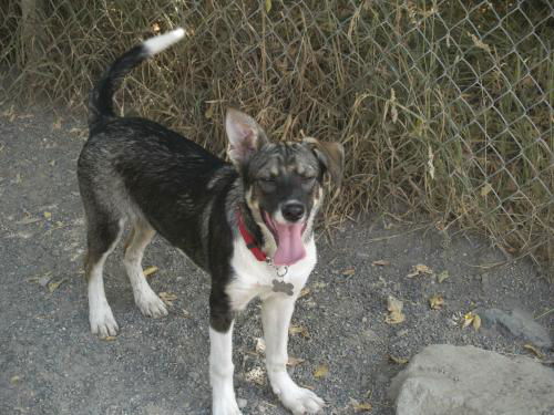Hanna/adopt pendin