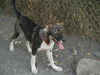 Hanna/adopt pendin