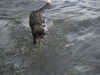 Hanna/adopt pendin