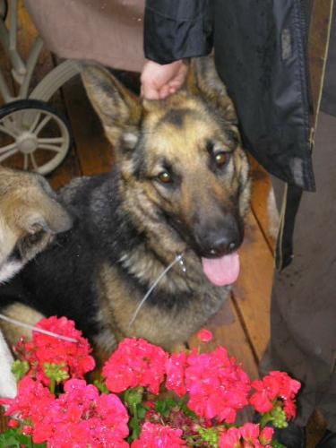 NuNu/adopt pend