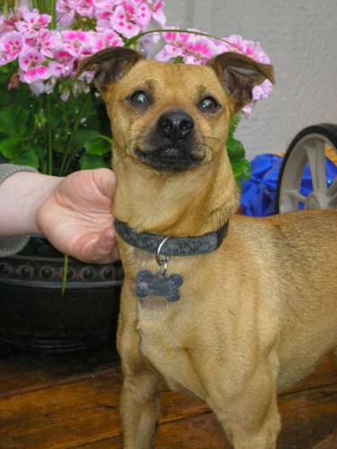 Joker/adopt pendin