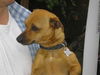 Joker/adopt pendin