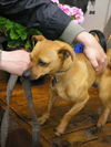 Joker/adopt pendin