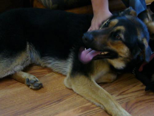 Annie/Adopt Pendin
