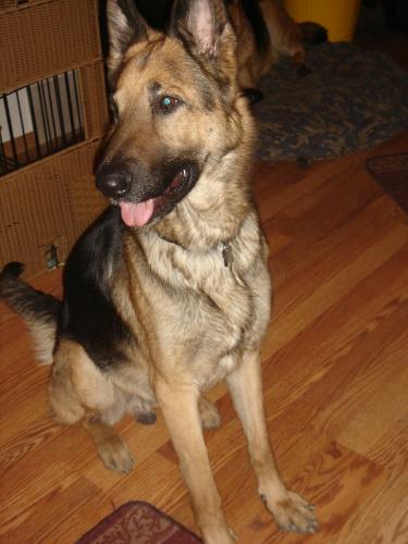 Flash/adopt pendin