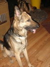 Flash/adopt pendin