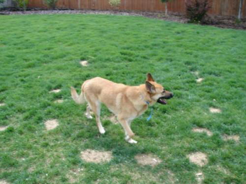 Riley/adopt pendin