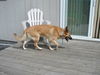 Riley/adopt pendin