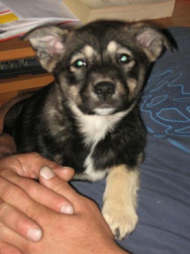 Josie/adopt pendin
