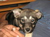Josie/adopt pendin
