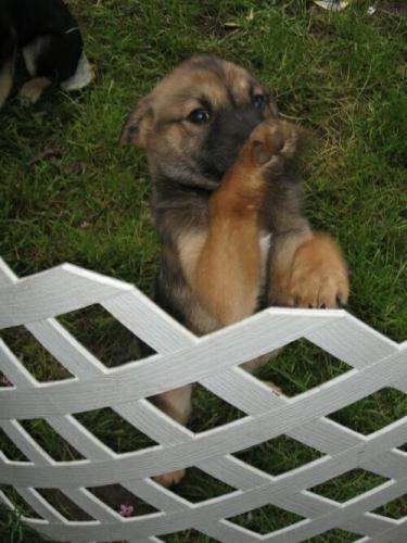 Jetta/adopt pend