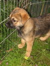 Jetta/adopt pend