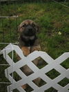 Jetta/adopt pend