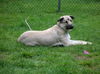 Nikki/adopt pendin