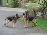 Volker/adopt pendi